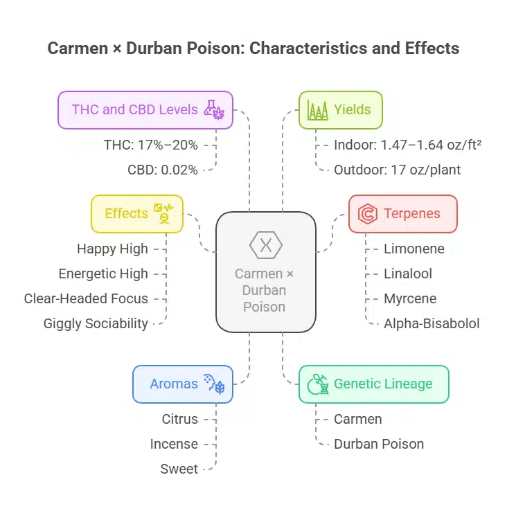 Carmen × Durban Poison Strain infographic showing THC/CBD levels, yields, effects, terpenes, aromas, and genetic lineage.