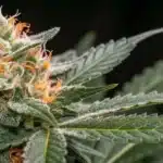 Close-up of flowering Carmen × Durban Poison cannabis bud with orange pistils.