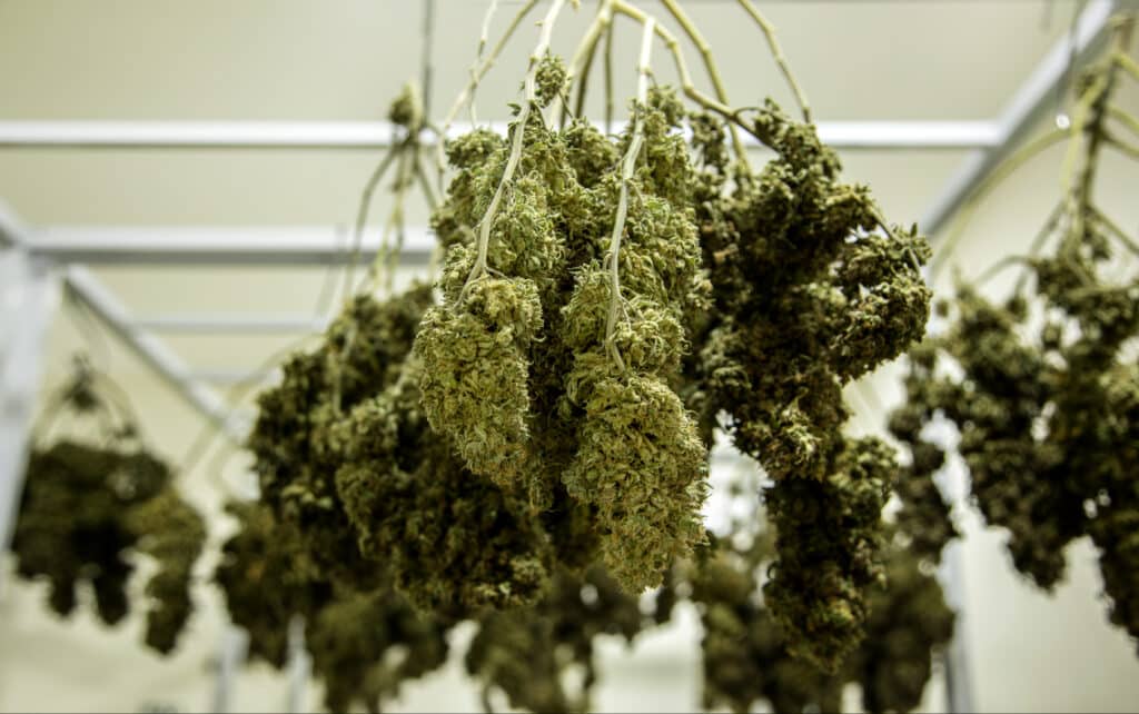Cannabis buds hanging upside down in an indoor drying room.
