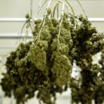 Cannabis buds hanging upside down in an indoor drying room.