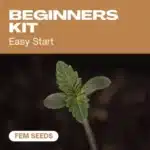 beginners-kit cannabis seed pack designed for easy starts, featuring a close-up of a young cannabis seedling.