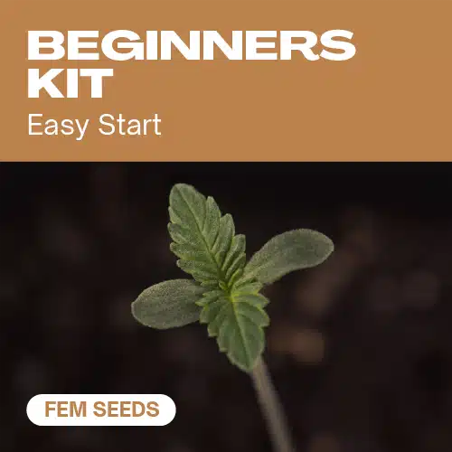 beginners-kit cannabis seed pack designed for easy starts, featuring a close-up of a young cannabis seedling.