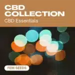 GE-cbd-collection cannabis seed pack showcasing essential CBD strains, with a colorful, softly focused bokeh background