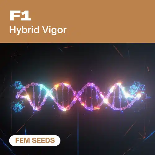 GE-f1-fem cannabis seed pack celebrating hybrid vigor, featuring a glowing DNA strand over a futuristic dark background