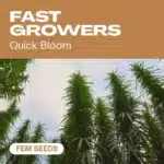 GE-fast-growers cannabis seed pack showcasing tall, quick-blooming plants against a blue sky backdrop