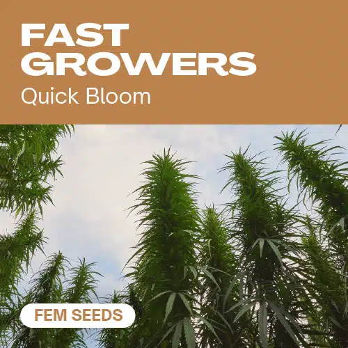 GE-fast-growers cannabis seed pack showcasing tall, quick-blooming plants against a blue sky backdrop