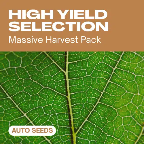 GE-high-yield-selection-auto cannabis seed pack displaying a vibrant green leaf texture, symbolizing bountiful autoflower harvests