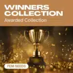 GE-winners-collection cannabis seed pack featuring an award-winning golden trophy surrounded by celebratory confetti.