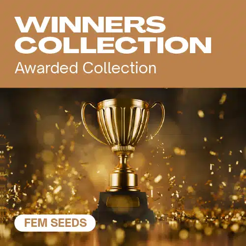 GE-winners-collection cannabis seed pack featuring an award-winning golden trophy surrounded by celebratory confetti.
