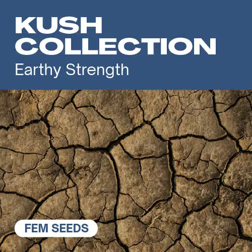 HF-kush-collection cannabis seed pack symbolizing earthy strength with cracked dry soil texture in the background