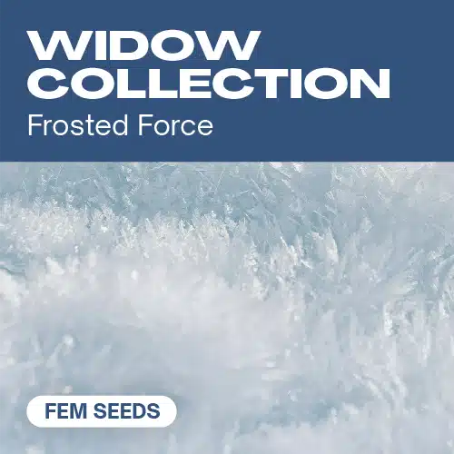 HF-widow-collection cannabis seed pack evoking frosted force, with an icy crystal texture dominating the image
