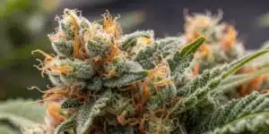 Close-up of frosty Amnesia Auto Weed Strain bud with orange hairs and resin-rich trichomes.