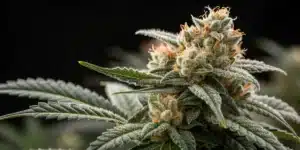 White Widow Autoflower CBD plant growing under LED lights in a reflective indoor grow tent