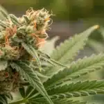 Close-up of Stardawg cannabis bud with orange pistils and crystal trichomes in an outdoor garden.