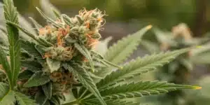 Close-up of Stardawg cannabis bud with orange pistils and crystal trichomes in an outdoor garden.