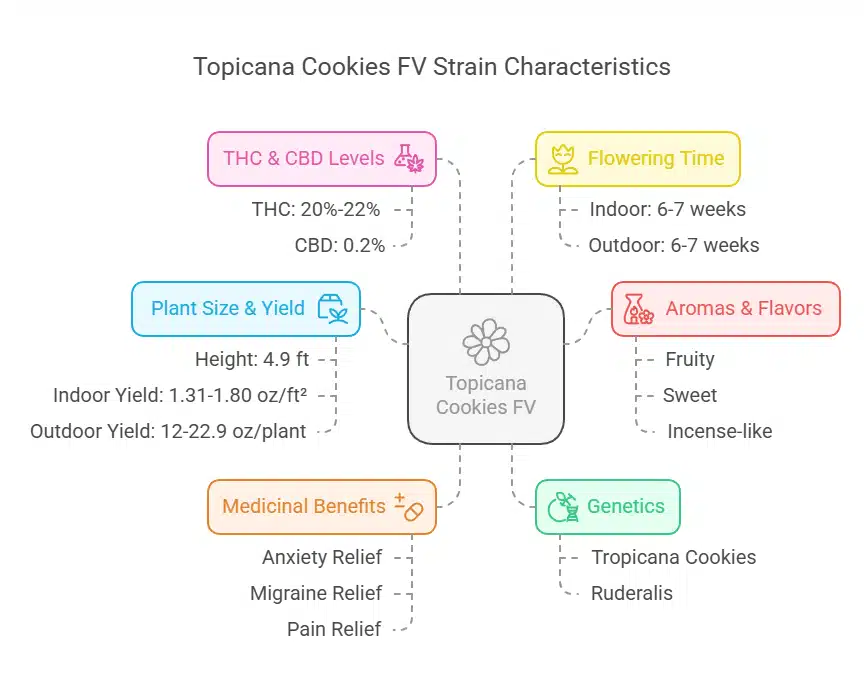 Infographic summarizing Topicana Cookies FV Strain genetics, flowering time, THC levels, yield, aromas, and medicinal benefits