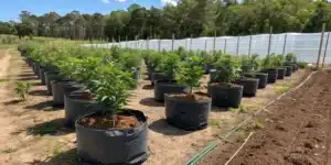 Topicana Cookies FV Strain plants in fabric pots growing outdoors under full sun, lined up in rows on a cultivated field