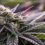 Black Domina CBD Strain plant with dense frosty buds, purple-tipped leaves, and trichome-coated pistils under indoor grow lights