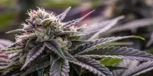 Black Domina CBD Strain plant with dense frosty buds, purple-tipped leaves, and trichome-coated pistils under indoor grow lights