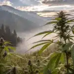 Wild cannabis plants thriving naturally in a misty mountainous landscape under a cloudy sky.