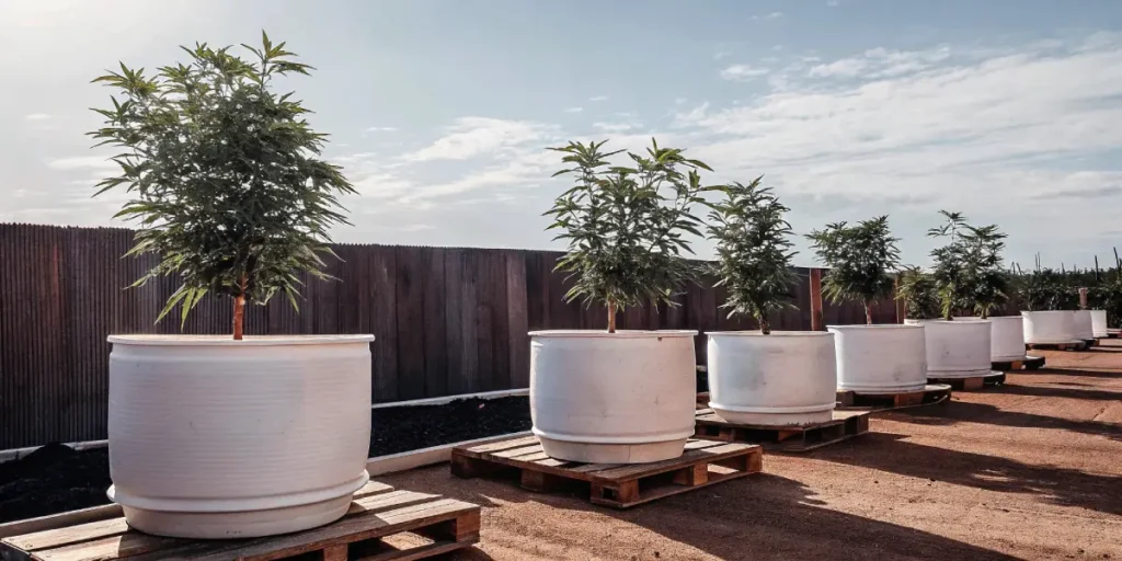 Ultra-realistic image of mature plants in large white pots on wooden pallets, arranged in rows outdoors under an overcast sky.