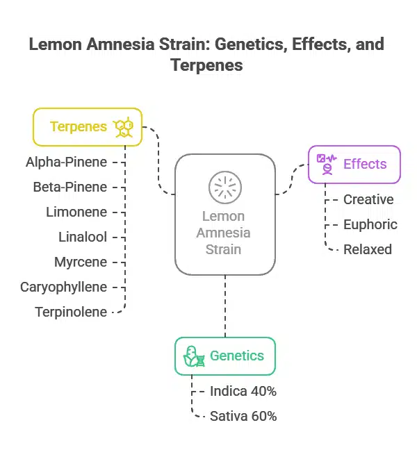Lemon Amnesia Strain overview chart showing terpenes, effects, and indica-sativa ratio in clean infographic layout