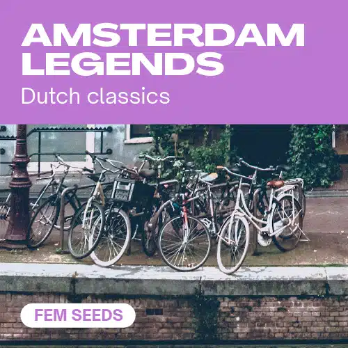 Amsterdam Legends cannabis seed pack featuring Dutch classic strains with a backdrop of bicycles near an Amsterdam canal.