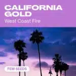 California Gold cannabis seed pack showcasing West Coast fire strains with palm trees silhouetted against a purple sunset sky.