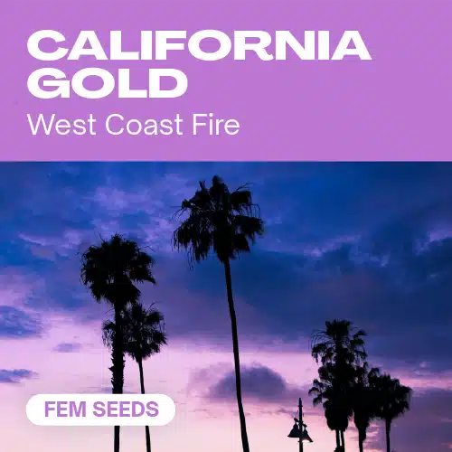 California Gold cannabis seed pack showcasing West Coast fire strains with palm trees silhouetted against a purple sunset sky.