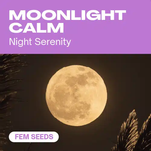 Moonlight Calm cannabis seed pack aimed at nighttime serenity, highlighted by a full golden moon against a dark sky