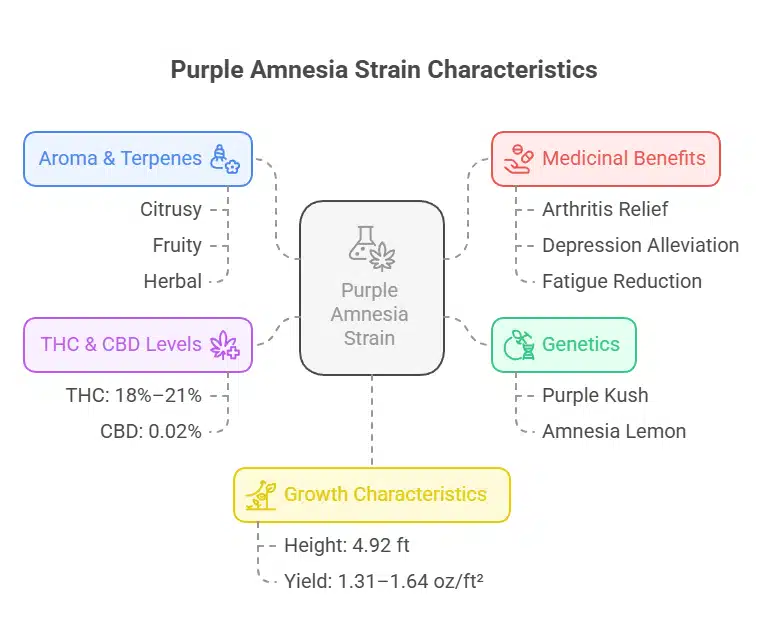 Purple Amnesia Description infographic detailing genetics, terpenes, effects, and medicinal benefits of the strain.