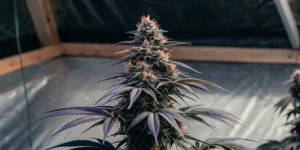 Close-up of a mature cannabis plant with dense purple and green buds under a greenhouse roof.