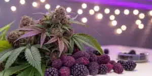 Purple Urkle Weed Strain buds displayed with fresh berries and blackberries under soft lighting.