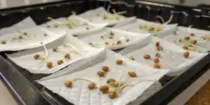 Numerous Sunset Sherbet weed seeds germinating on damp paper towels arranged in a black tray.