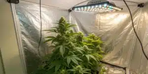 Sweet Zombie Weed Strain flowering under full-spectrum LED lights in a reflective grow tent setup