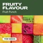 TB-fruity-flavour cannabis seed pack offering vibrant fruit punch flavors, with colorful diced fruit cubes background.