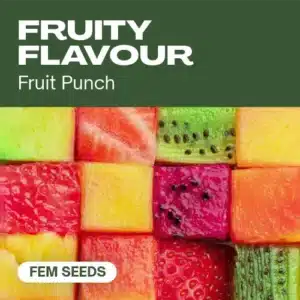 TB-fruity-flavour cannabis seed pack offering vibrant fruit punch flavors, with colorful diced fruit cubes background.