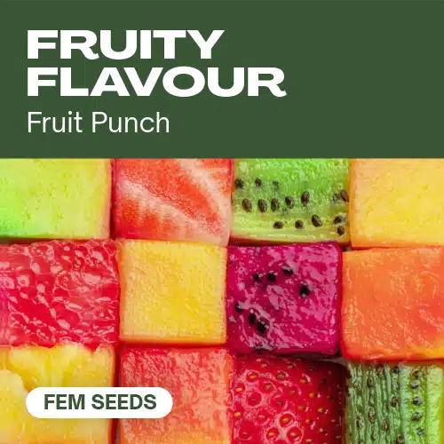 TB-fruity-flavour cannabis seed pack offering vibrant fruit punch flavors, with colorful diced fruit cubes background.