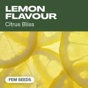 TB-lemon-flavour cannabis seed pack delivering citrus bliss aromas, highlighted by bright lemon slices in the background.