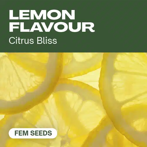 TB-lemon-flavour cannabis seed pack delivering citrus bliss aromas, highlighted by bright lemon slices in the background.