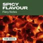 TB-spicy-flavour cannabis seed pack evoking fiery notes and spicy sensations, displayed over glowing embers background.