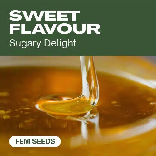 TB-sweet-flavour cannabis seed pack offering sugary delight strains, shown with a luscious honey swirl in golden light.