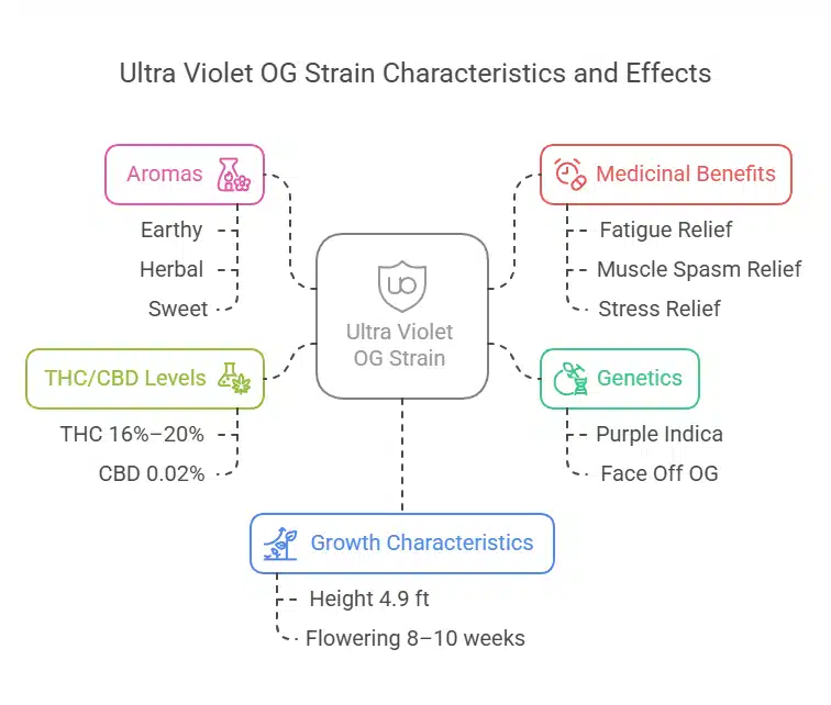 Infographic outlining Ultra Violet OG Weed Strain effects, aromas, THC/CBD content, lineage, and growing traits.