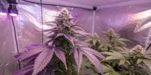 Ultra Violet OG Weed Strain plant with purple leaves and frosty buds thriving under LED lights in a reflective grow tent.