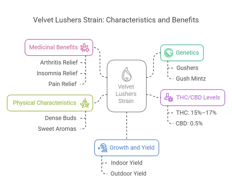 Infographic showing Velvet Lushers Weed Strain genetics, THC content, medical benefits, aroma, and growth traits.