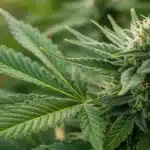 Close-up of Velvet Lushers Weed Strain cola with frosty trichomes and vibrant green leaves in an outdoor setting.