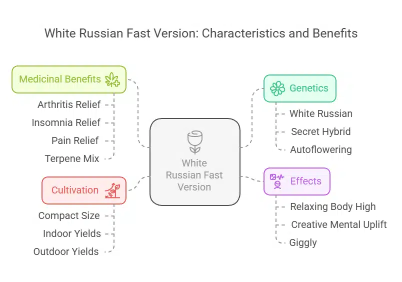 Infographic showing White Russian FV Strain traits including genetics, effects, medical benefits, compact growth, and yields