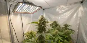White Russian FV Strain blooming indoors under full-spectrum LED light with dense buds and healthy green foliage