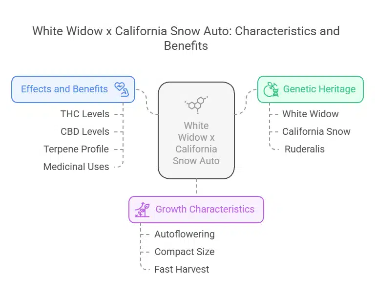 Infographic showing White Widow x California Snow Autoflower traits including lineage, effects, terpenes, and grow characteristics