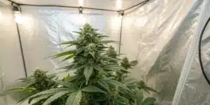 White Widow x California Snow Autoflower maturing indoors under bright grow lights inside a reflective tent setup